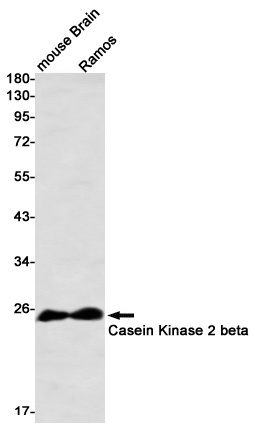 CSNK2B Antibody