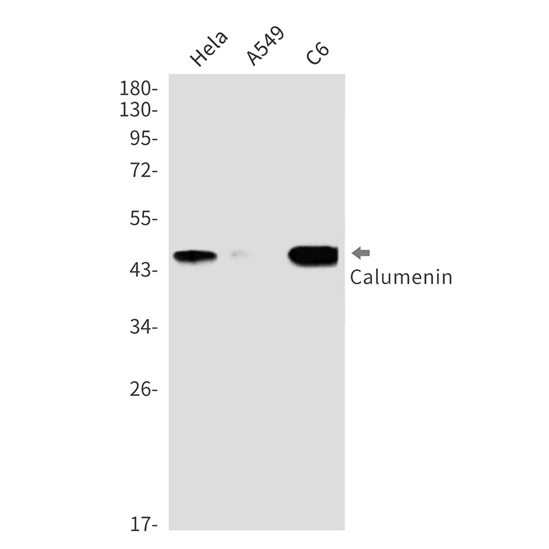 Calumenin Rabbit Monoclonal Antibody