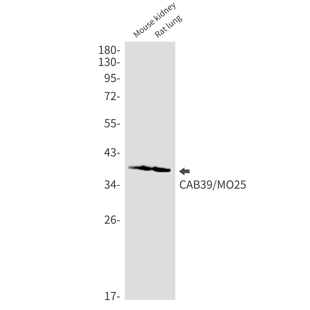 CAB39 Rabbit mAb