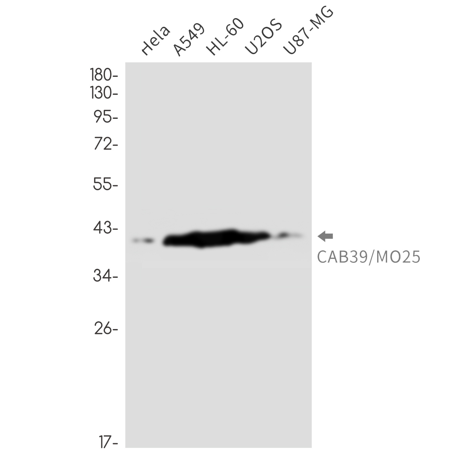 CAB39 Antibody