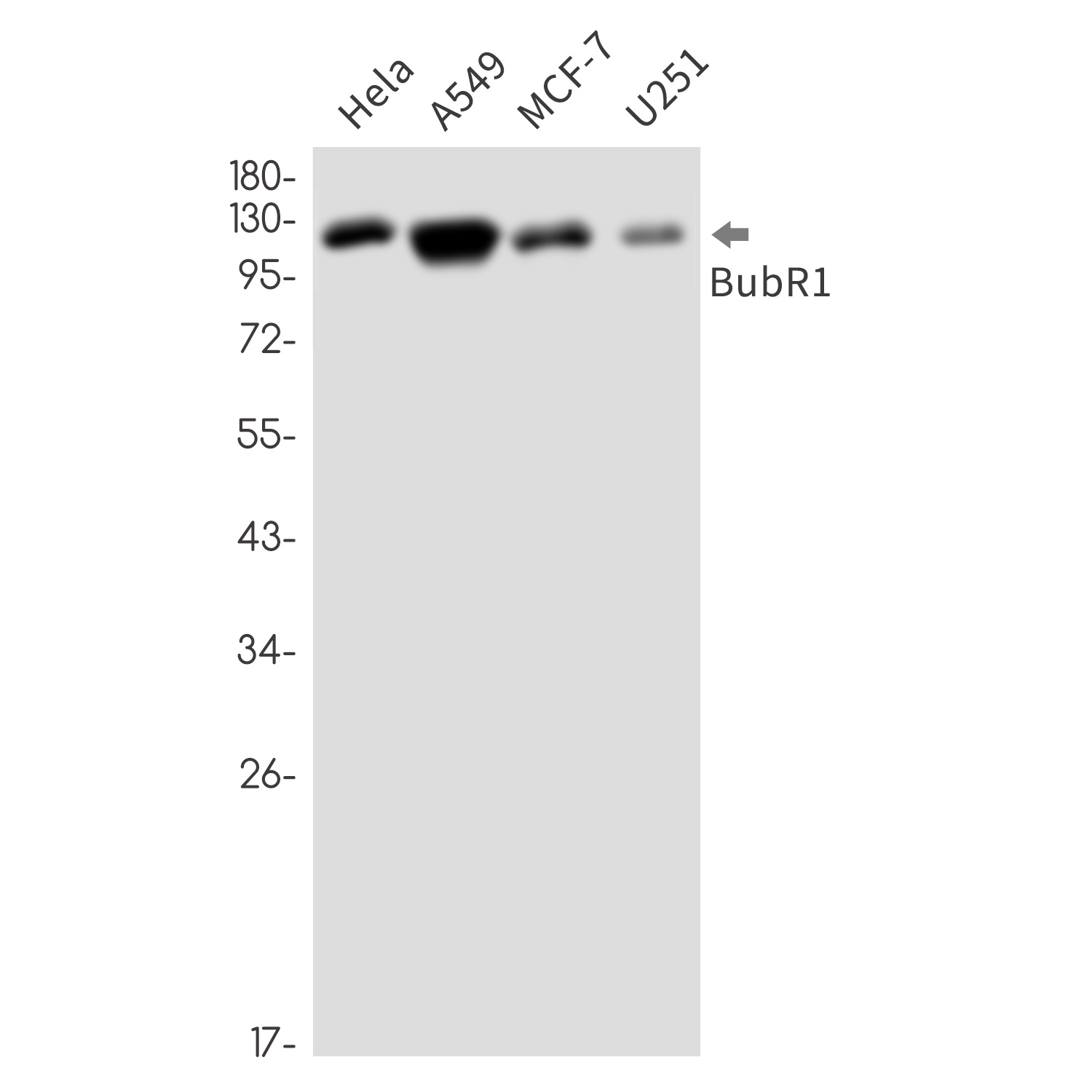 BUBR1 Rabbit mAb