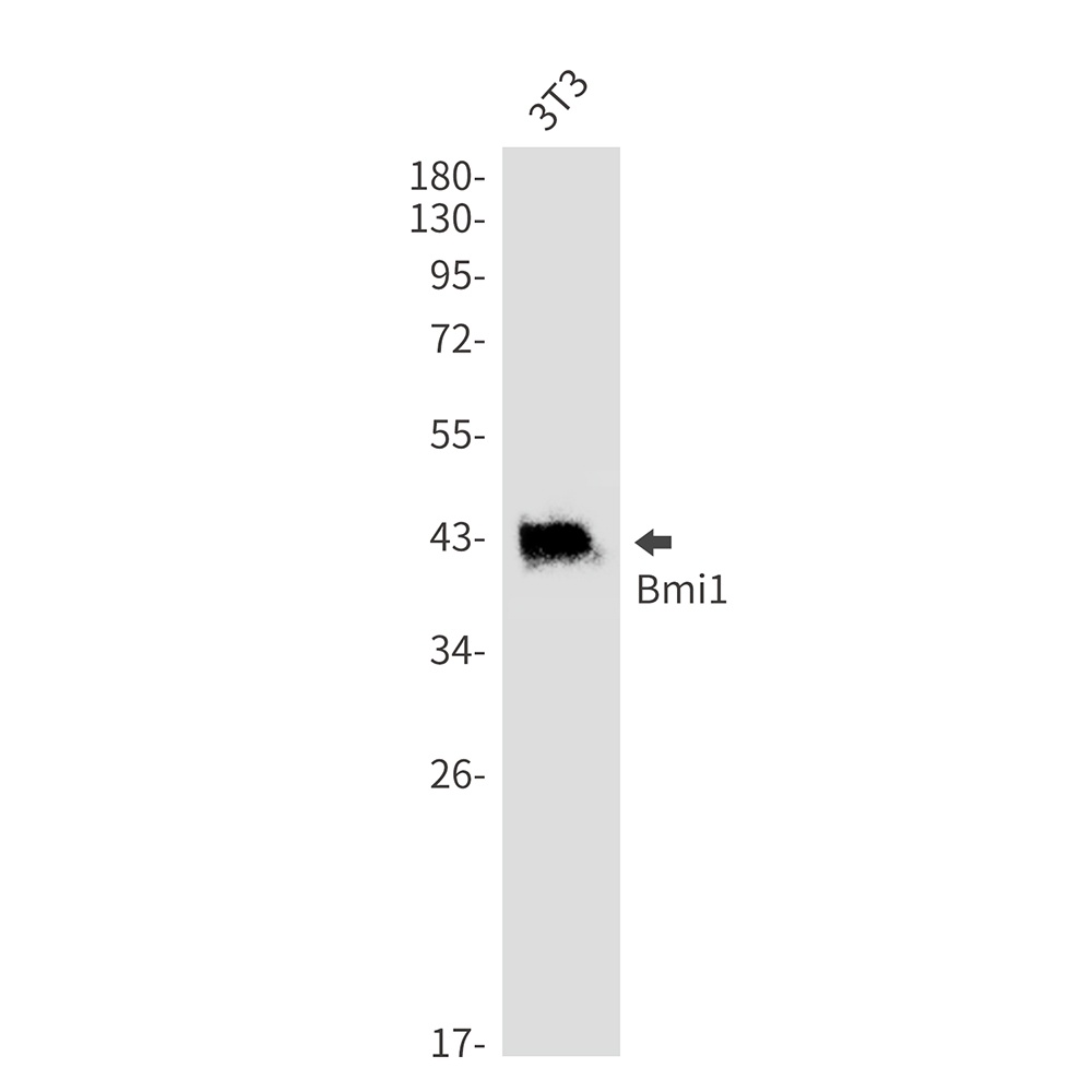 BMI1 Antibody