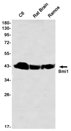BMI1 Antibody