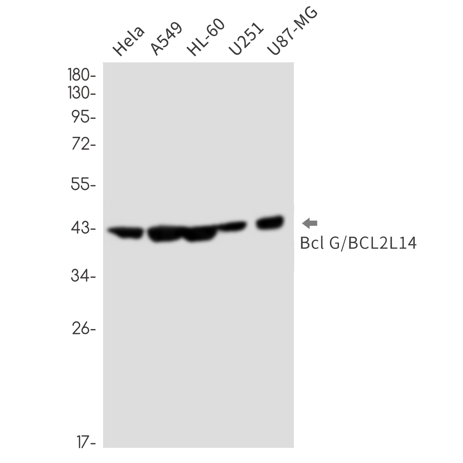 BCL2L14 Antibody