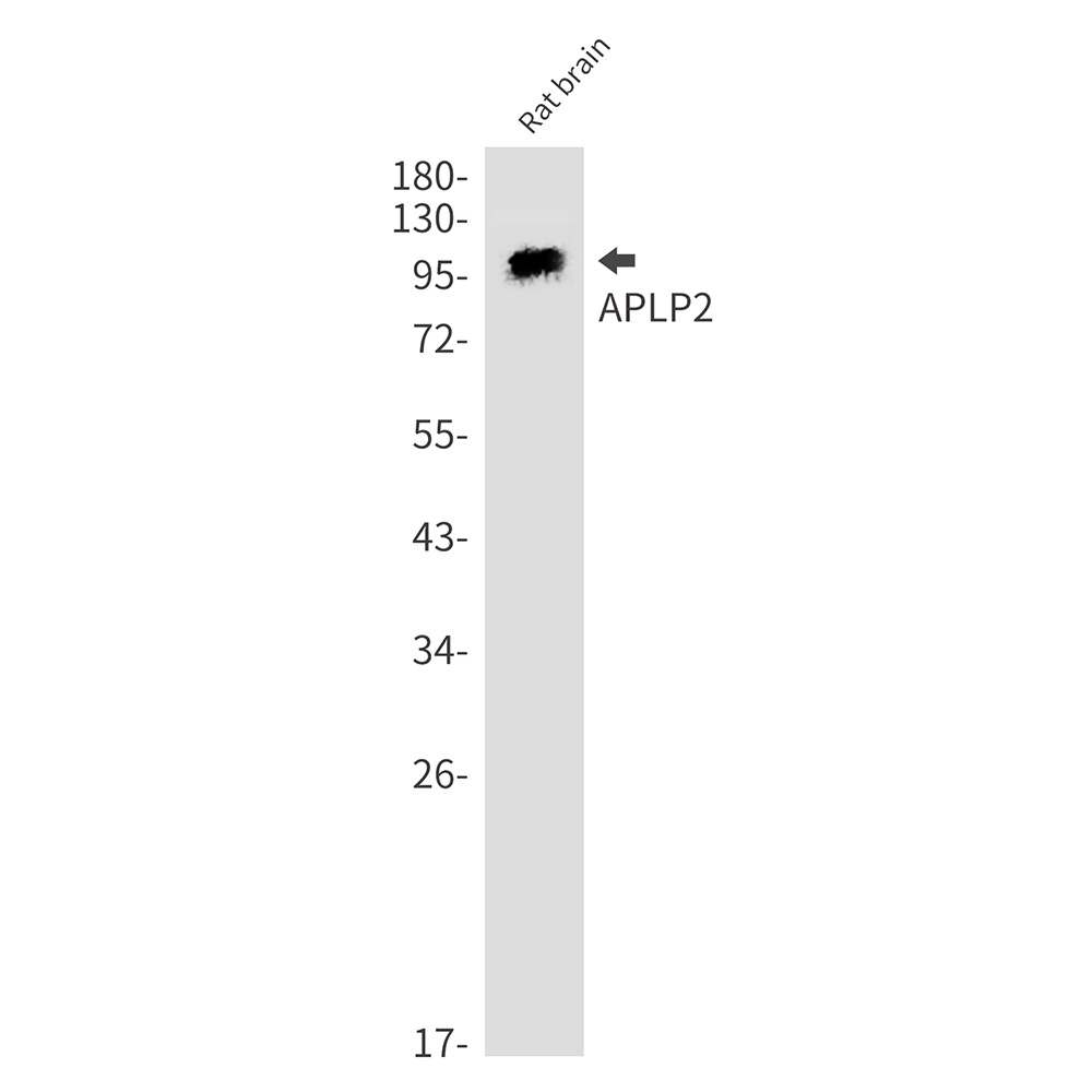 APLP2 Antibody