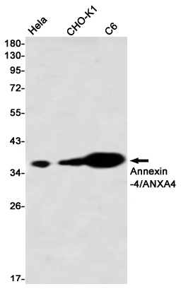 ANXA4 Antibody