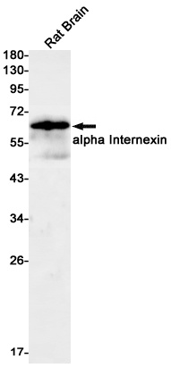 INA Antibody