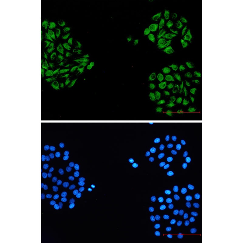 INA Antibody