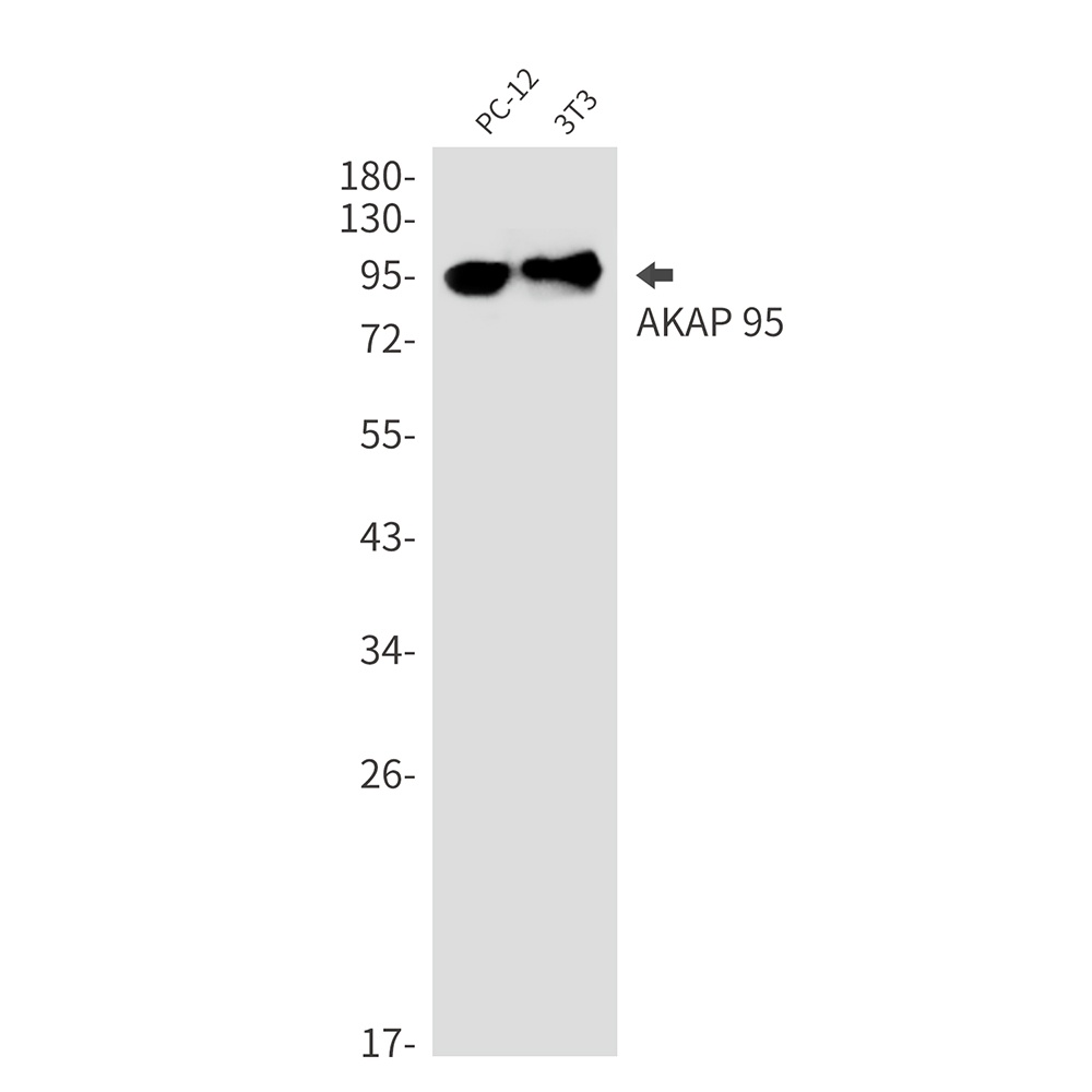 AKAP8 Antibody