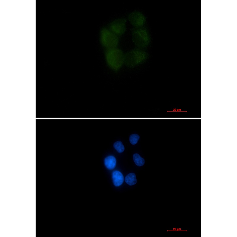 AK4 Antibody