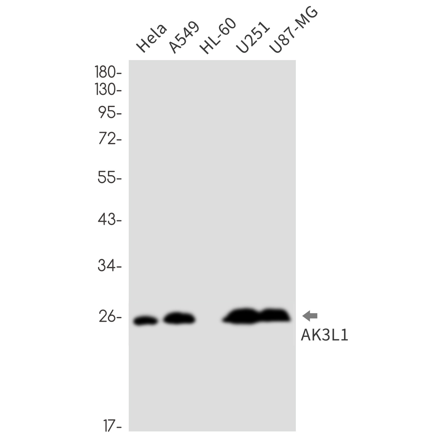 AK4 Antibody
