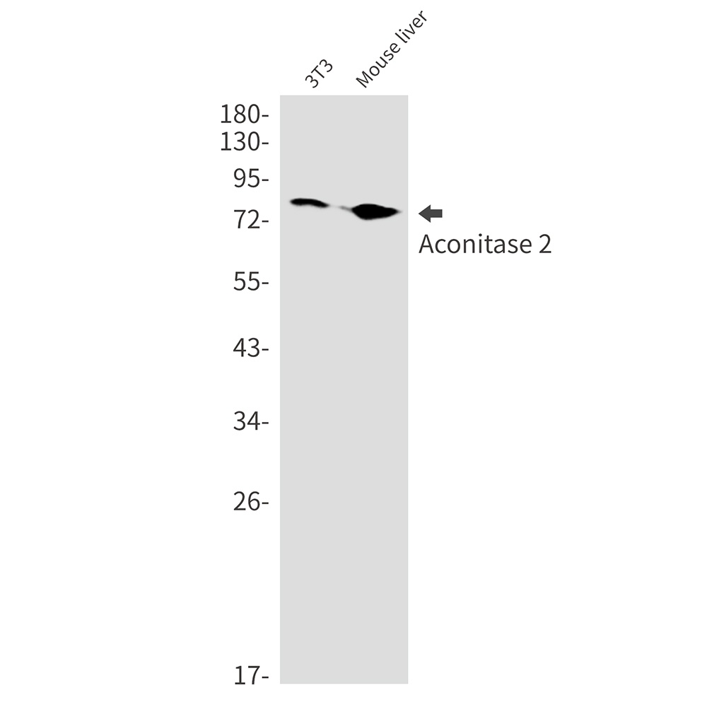 ACO2 Antibody