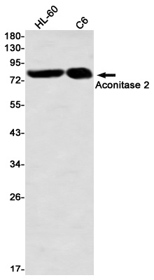 Aconitase 2 Rabbit mAb