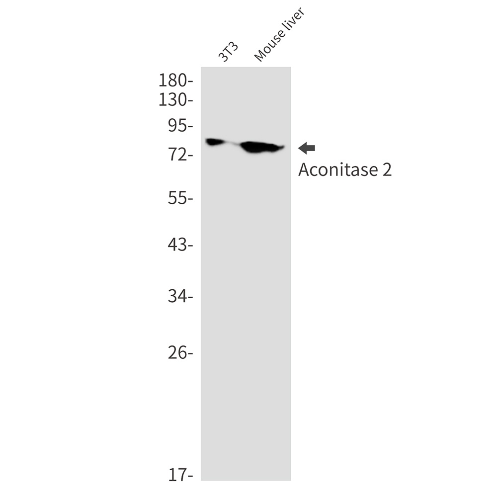 ACO2 Antibody