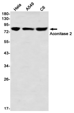 ACO2 Antibody
