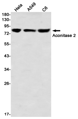 Aconitase 2 Rabbit mAb