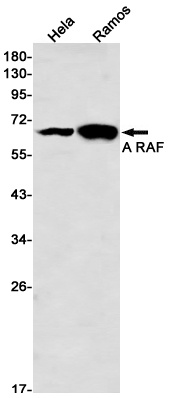 ARAF Antibody