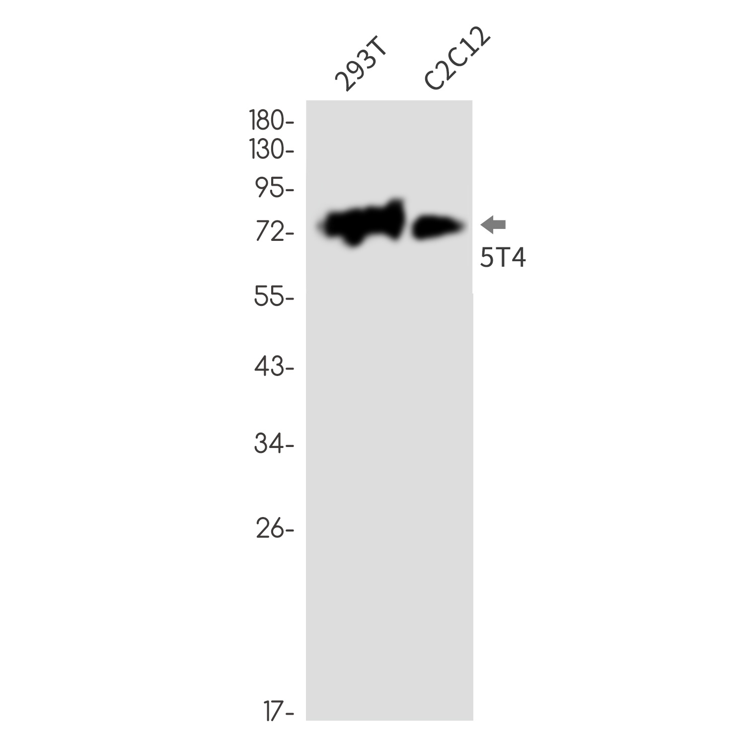 TPBG Antibody