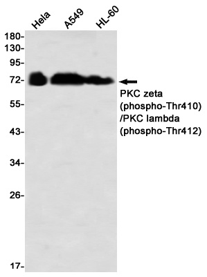 PRKCG Antibody