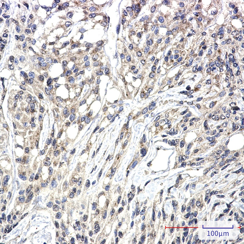 PRKCG Antibody