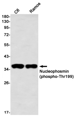 NPM1 Antibody