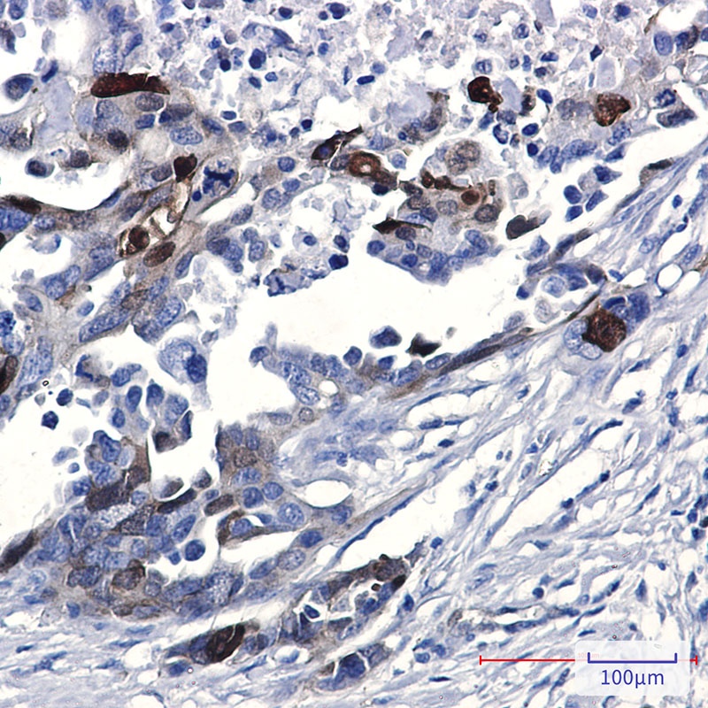 [KO] Phospho-NDRG1 (Ser330) Rabbit mAb