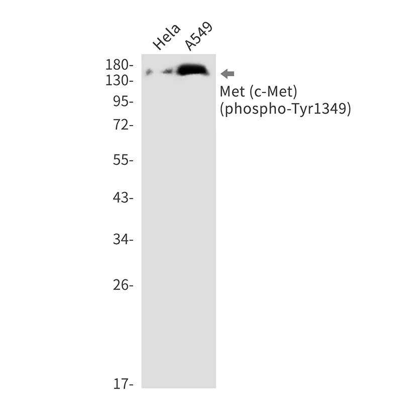 MET Antibody