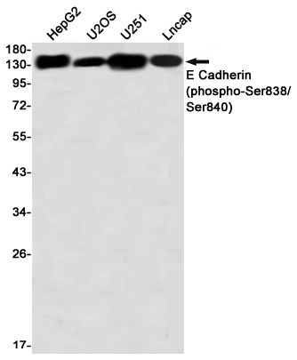 CDH1 Antibody