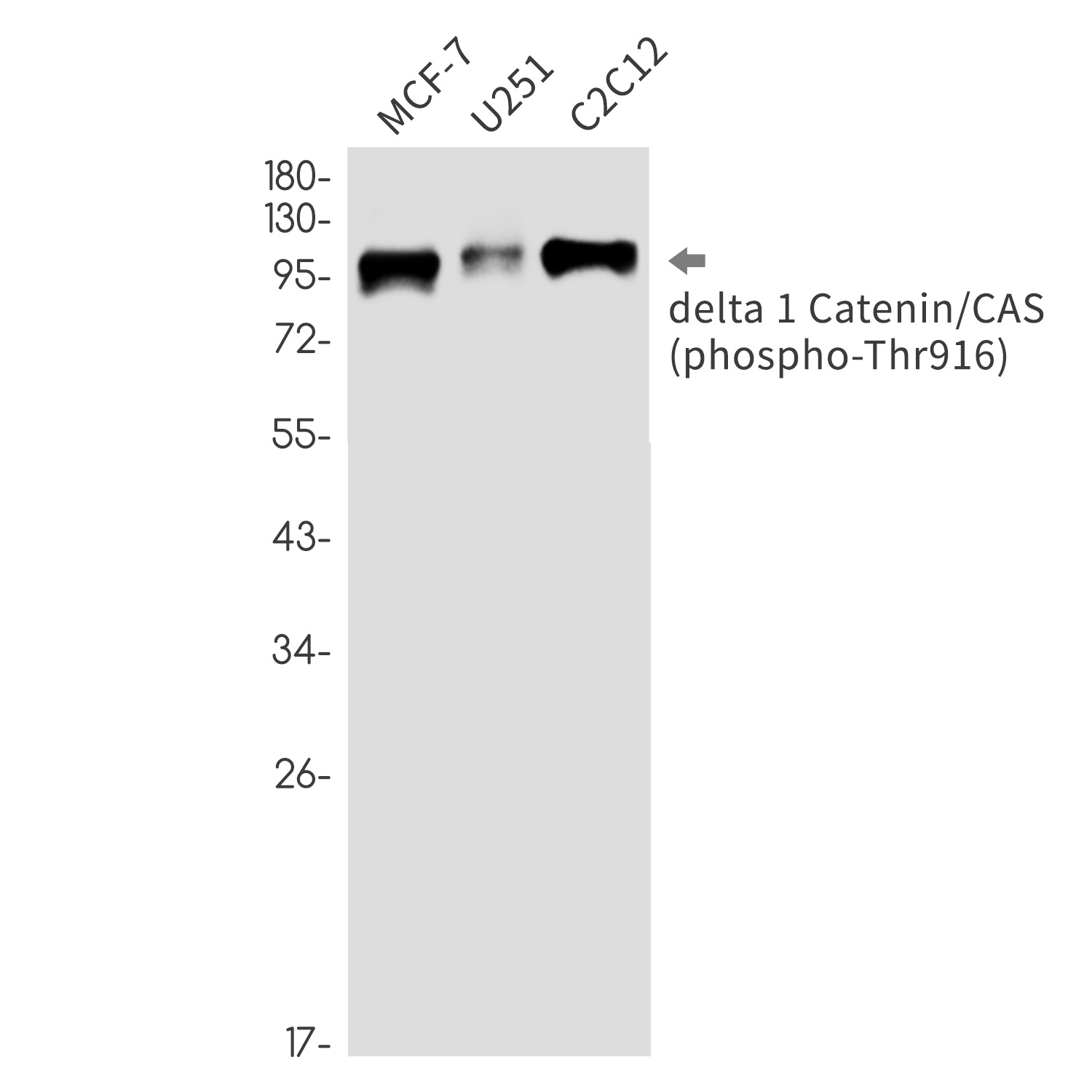 CTNND1 Antibody