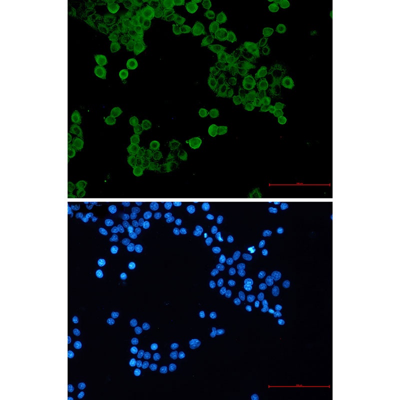 PRKAA1 Antibody