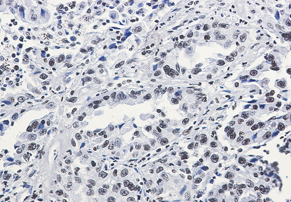 H3C1 Antibody