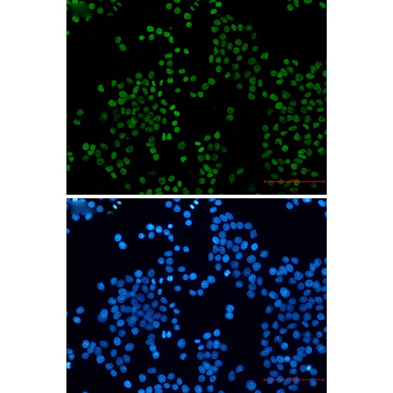 H3C1 Antibody