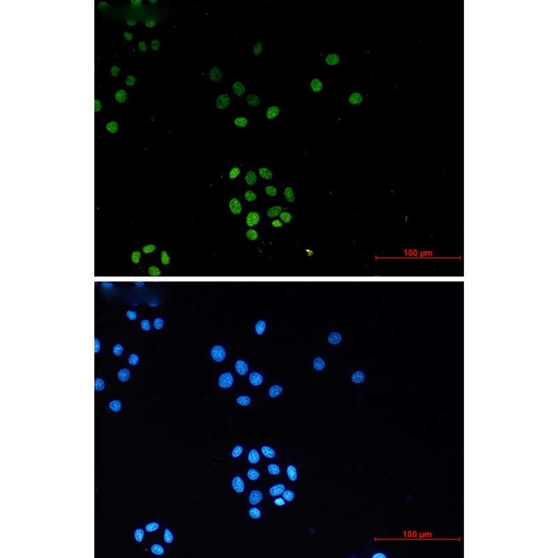 H3C1 Antibody