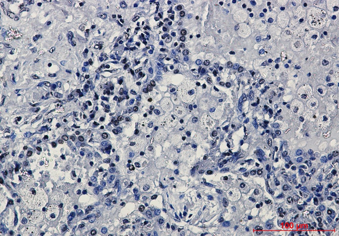 H3C1 Antibody