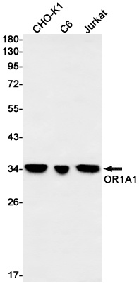 OR1A1 Rabbit mAb