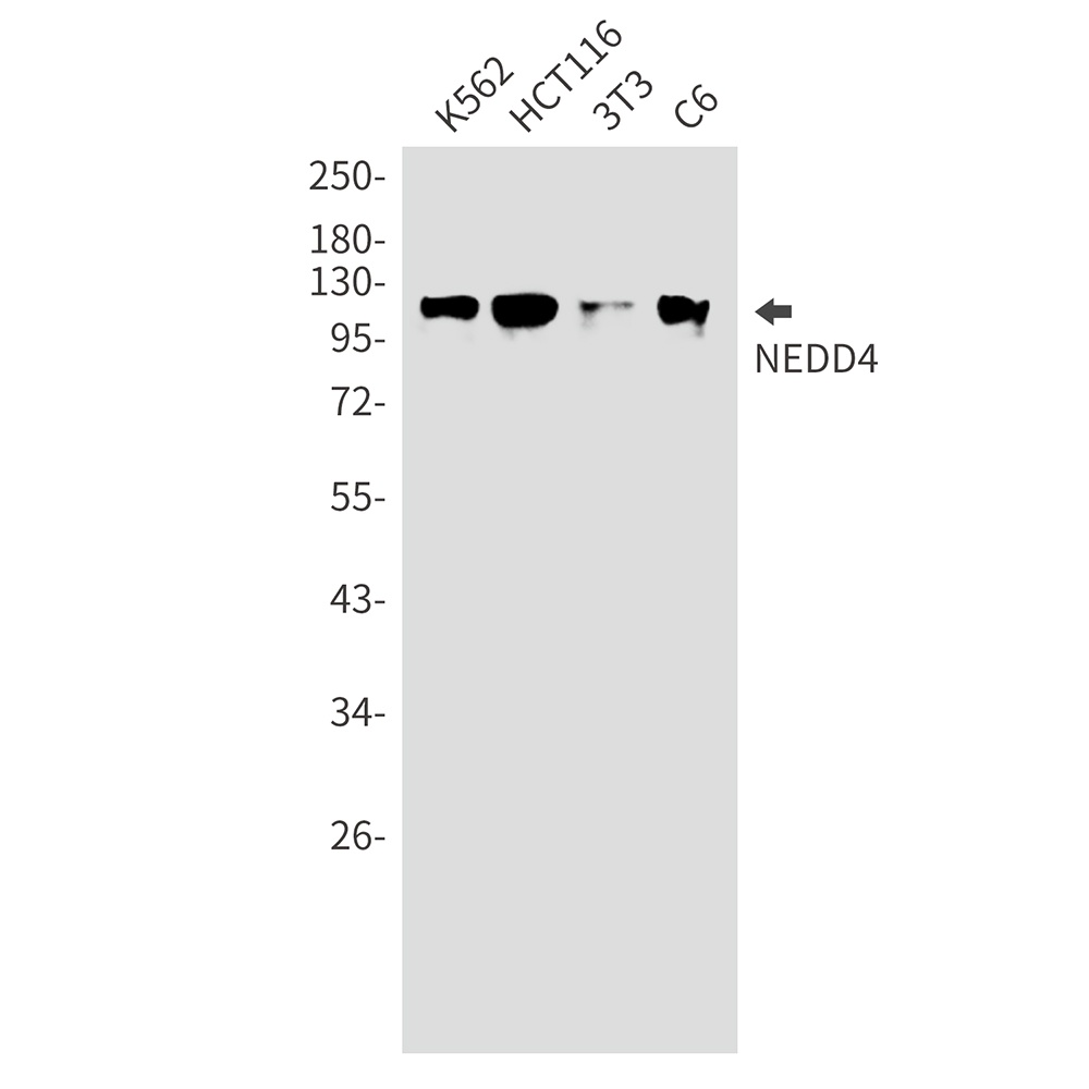 NEDD4 Antibody