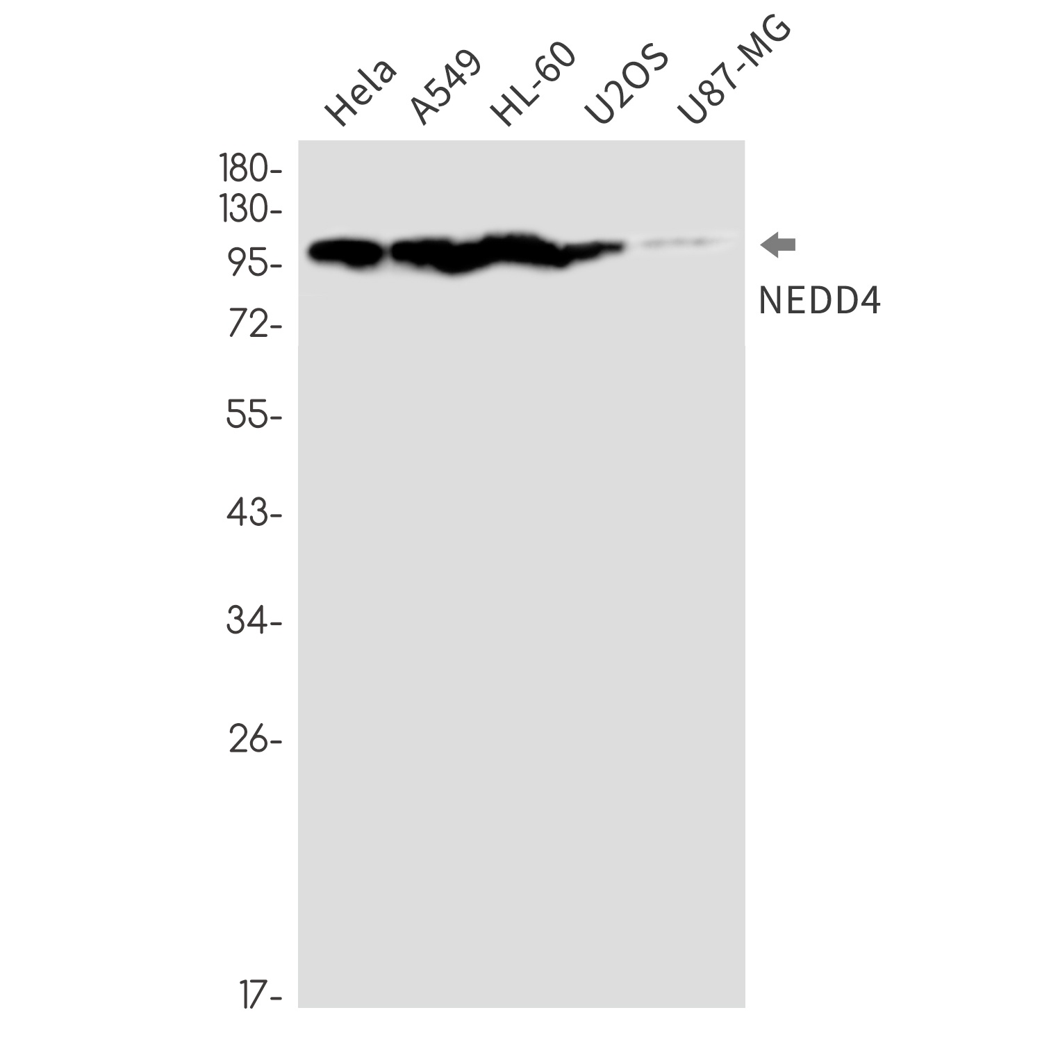 NEDD4 Antibody