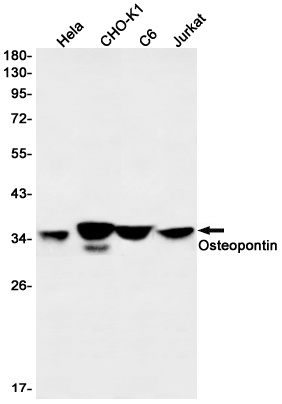 SPP1 Antibody