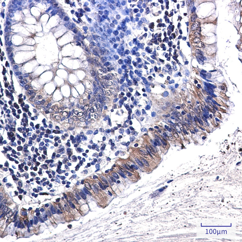 SPP1 Antibody