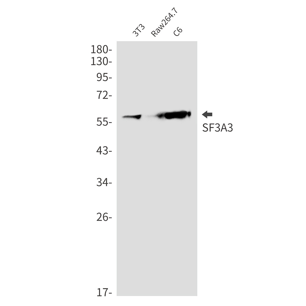 SF3A3 Antibody