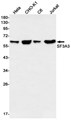 SF3A3 Antibody