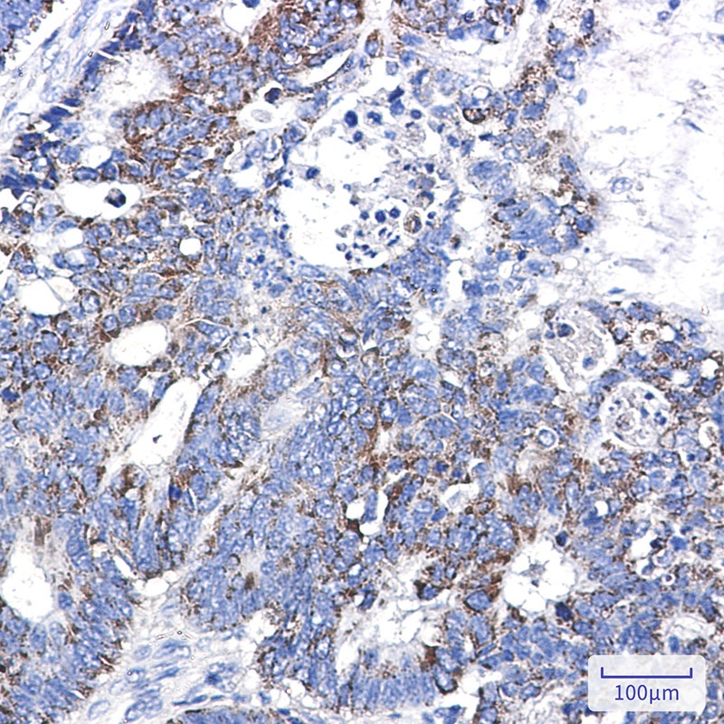 [KD] CD147 Rabbit mAb
