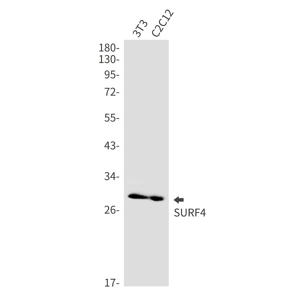 Surfeit Locus Protein 4 Rabbit mAb