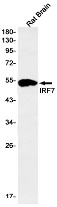 IRF7 Antibody