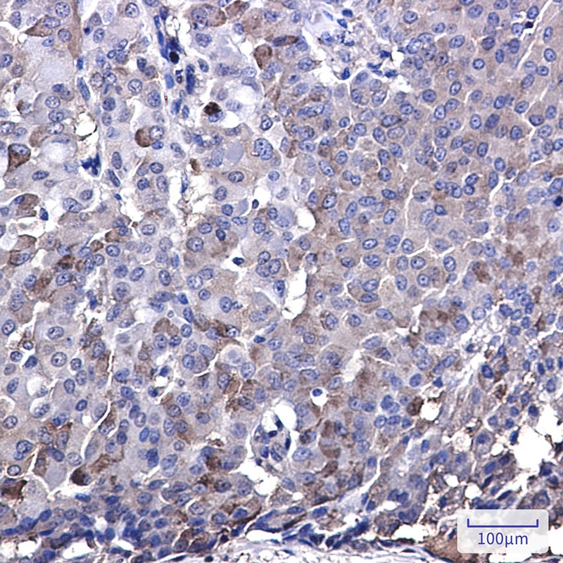 IRF7 Antibody