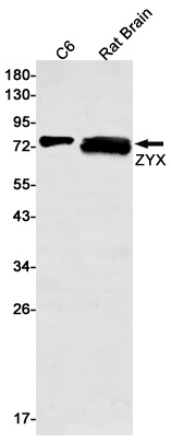 ZYX Antibody