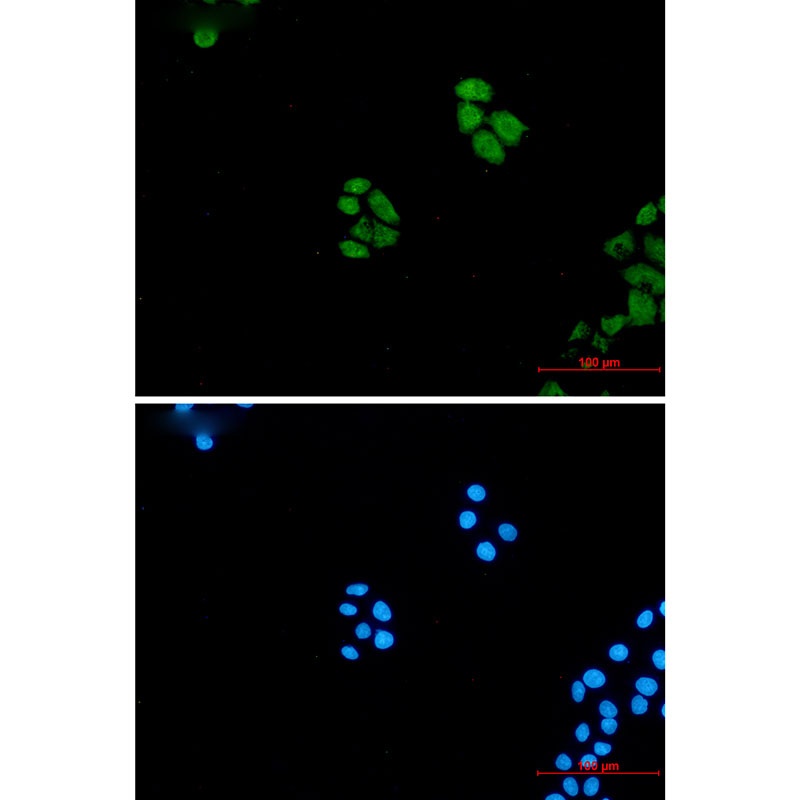 WNT5A Antibody