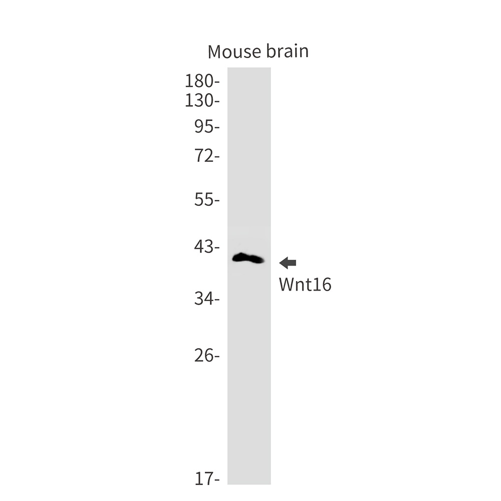 WNT16 Antibody