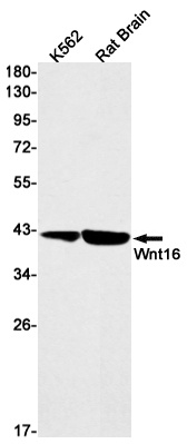 WNT16 Antibody