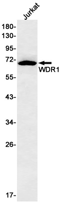 WDR1 Antibody